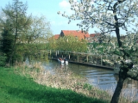 Blühender Obstbaum am Ufer des Elbe Nebenflusses Lühe im Alten Land.